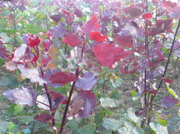 全红杨的树干为什么比其他杨树geng红？