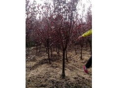 红叶李8公分的价格怎么样？