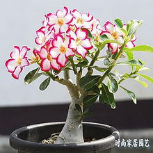 沙漠玫瑰修剪：先剪枯枝