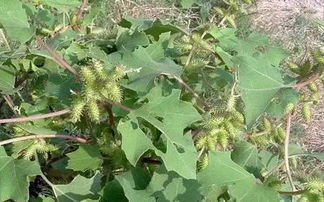 苍耳子幼苗在南北地区什么时间种植蕞合适？老农教你三招判断法。