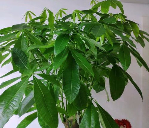 发财树种植深度多少最合适？搭配什么土壤和肥料能促进其生长