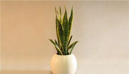 3. 波士顿蕨：清新的空气使者