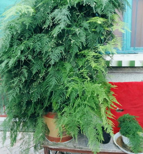如何通过哪些小妙招让文竹生长更旺盛