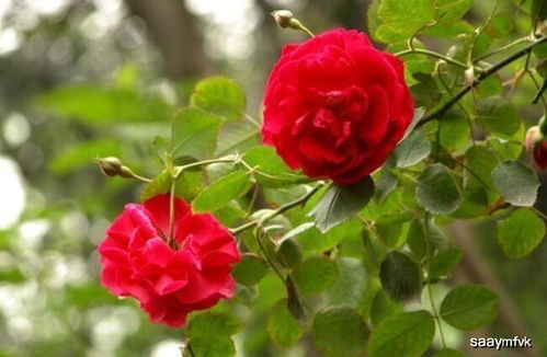 月季花期养护方法