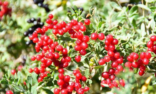 错误一：用矿泉水瓶或奶茶杯保存种子，这是大忌！