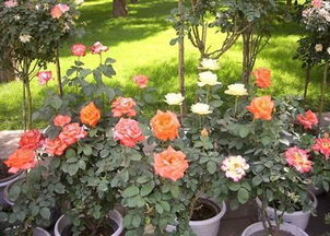 室内养月季花的小秘密