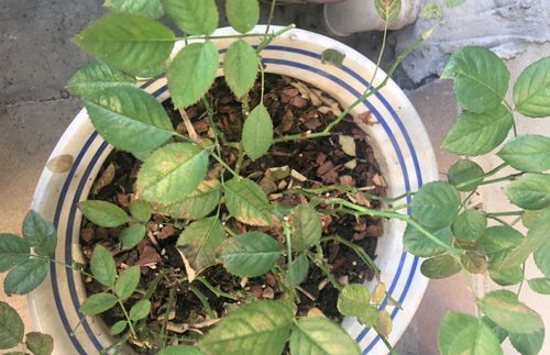 药剂推荐，多种选择