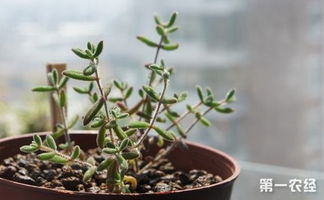 修剪技巧，你学会了吗？