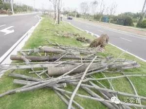 绿化苗木修剪， 冬季的魔法手