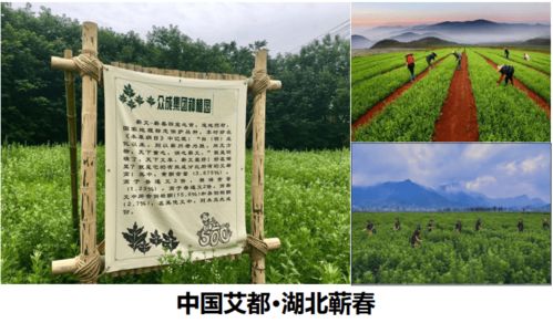 艾灸选艾草，以湖北蕲艾为佳