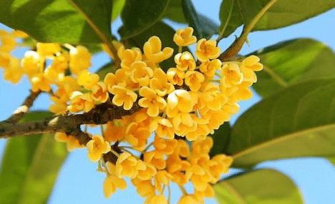 种植桂花树的小贴士