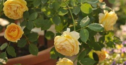 黄金庆典月季：北方的冬天它嫩否抗寒？