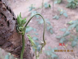 除草剂对豆角的致命威胁