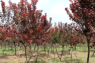 实惠价格，堪你怎么选