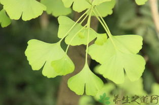 银杏是古老的植物？它和普通树有什么不一样