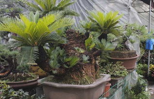 铁块与铁树：一场奇妙的相遇