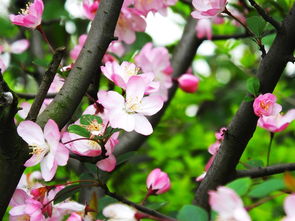 垂丝海棠的花瓣为何如此细腻