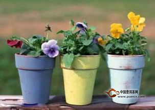 锦晃星花盆选深盆佳，打造爆款花卉新宠