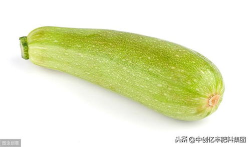 早春大棚西葫芦化瓜现象严重，影响产量