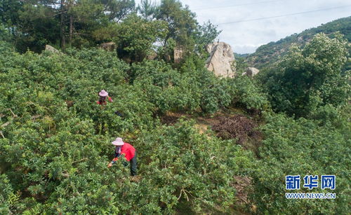 生态失调：维护生态平衡的重要性