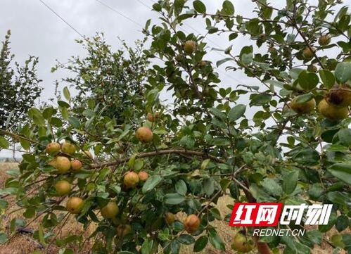 油茶树种植秘籍：四大要素助力来年丰产，不容错过！