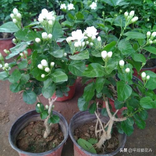 茉莉花移栽需选阴天，避免直射光