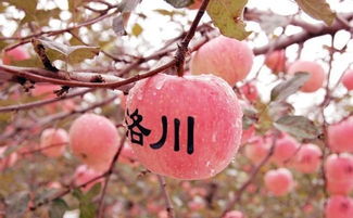 洛川苹果，陕西特产