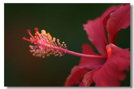 红红的花，美丽绽放的秘密