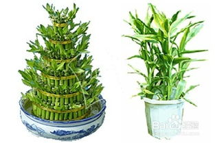 李先生的成功实践