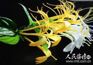 中国金银花之乡产地在哪？探寻神秘花海的秘密