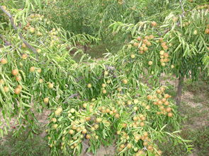 拉丁学名：全球通用的语言