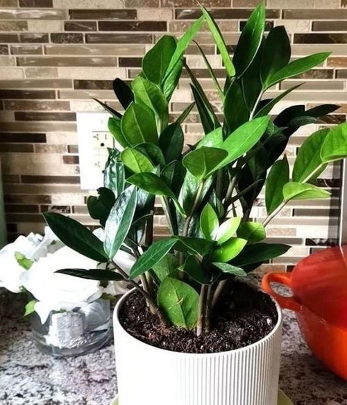 缓苗秘诀：新花卉的救星