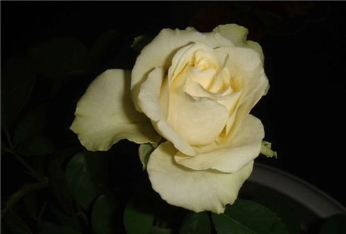 阳光充足，生长良好