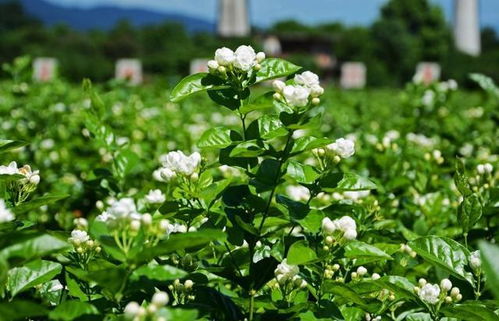 施肥：给花儿加点营养