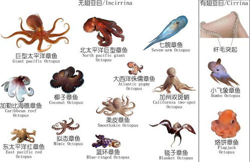 鱿鱼、墨鱼、章鱼、乌贼、八爪鱼均为软体动物
