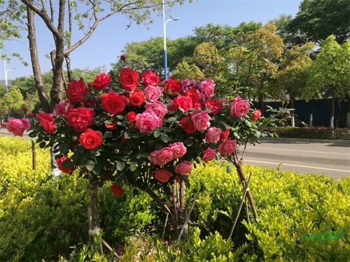 月季花开啦，美得让人心动！