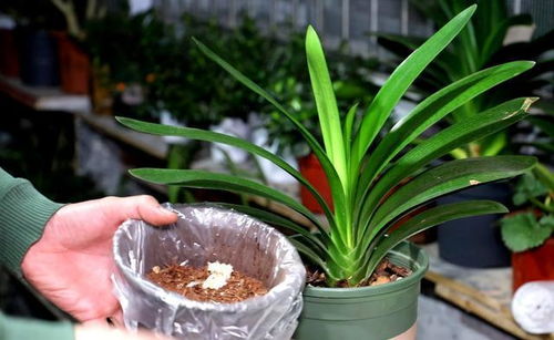 3、 冬天室内温度在15℃以上的话，正常《施肥》即可，大约10天左右1次液肥，以磷肥为主。再说一个室内养殖的《君子兰》每隔1周的时间，就要把花盆转180度，主要是为了避免叶片长的歪斜。