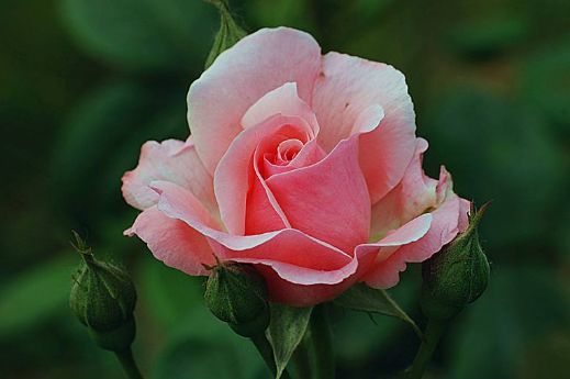 科洛马月季的花期揭秘