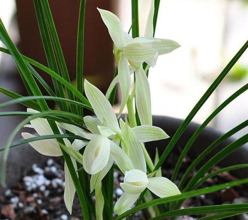 二、 根系分株繁殖：简单又实用的小技巧