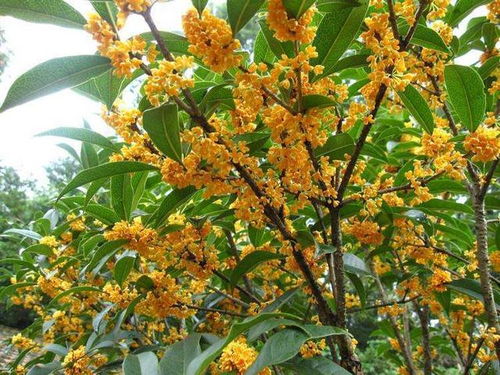 种什么树好养还吉利？桂花树如何