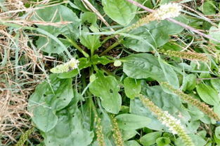 采摘车前草种子，急不得！