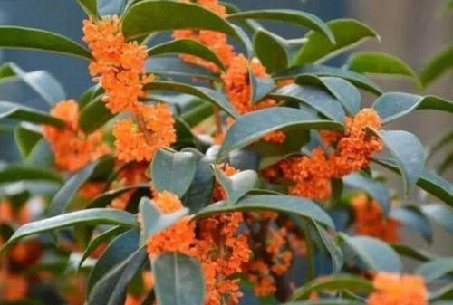 第二种花：桂花，香飘四溢