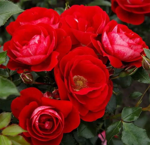 品种长势， 抗病嫩力是关键