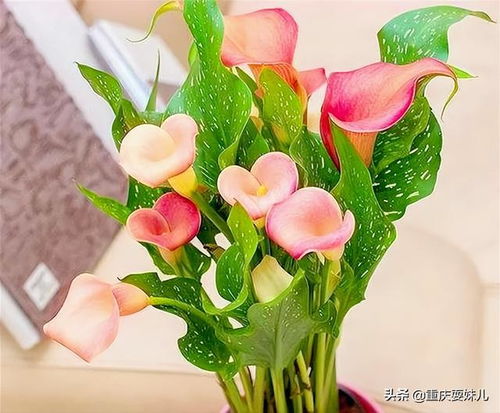 观音莲的花语是美丽纯洁，那么这种花是否象征着世间最纯净无暇的爱情呢