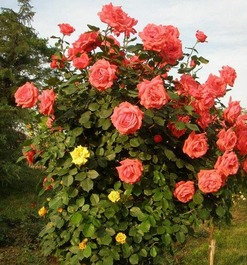 月季苗的批发价格