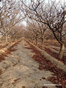 苗木调查：掌握全面信息