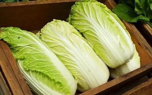 白菜：简单粗暴的绿色大腕