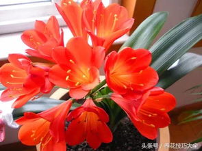 君子兰作为长春市花，其花语与寓意究竟蕴含着怎样的哲理和美好愿景呢