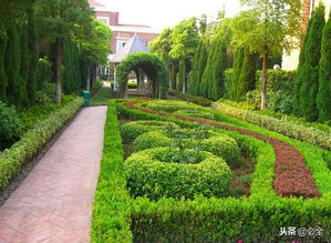 灌木：市场与环保的双重优势