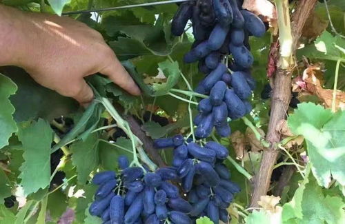 种子挑选：一个小窍门